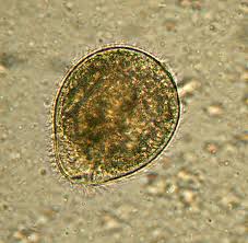 ozone effect on cysts Cysts destroyed by ozone