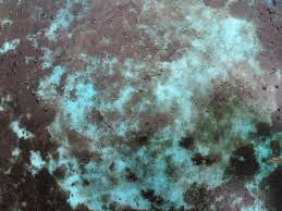 Effect of ozone on mold and fungus Mold and fungus destroyed by ozone