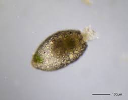 Protozoa inactivated by ozone