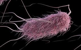 E.Coli bacteria