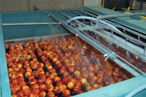 Ozone in food processing
