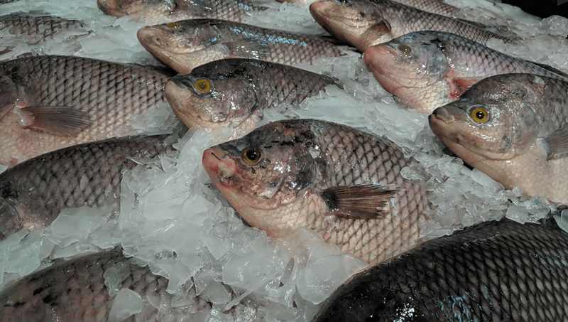Ozonated Ice & Fish Storage Ozonated Ice & Fish Storage