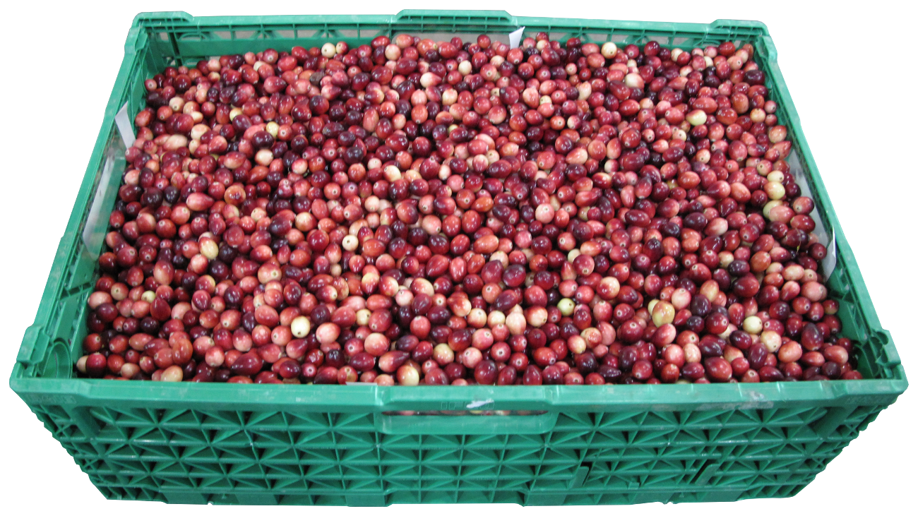 Ozone use for Post-Harvest Processing of Berries