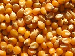 ozone use in grain treatment applications