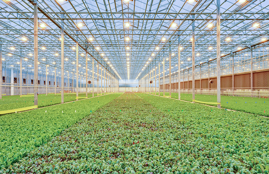 Hydroponic greenhouse using ozone in water