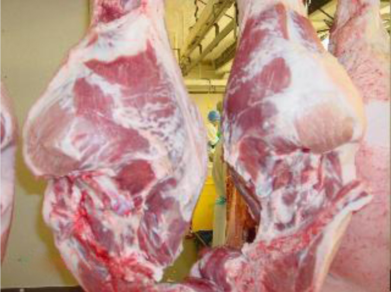 compare pork carcasses stored with ozone