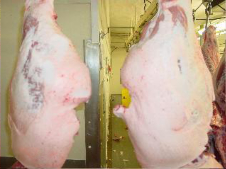 Pork in storage with ozone compared