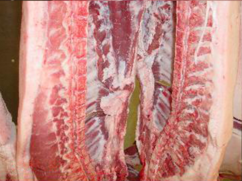 Pork carcasses stored with ozone for shelf-life extension