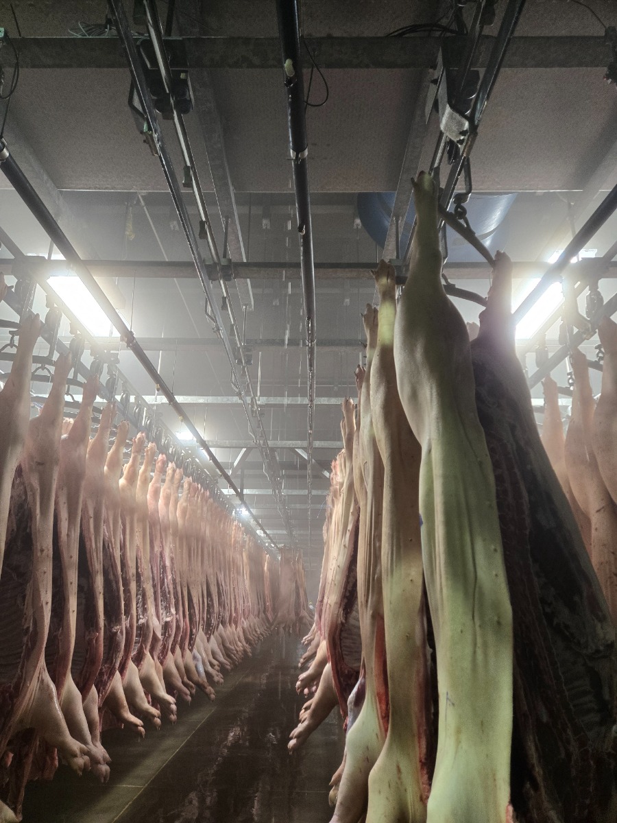 Pork carcasses in chilled cooler with ozone water