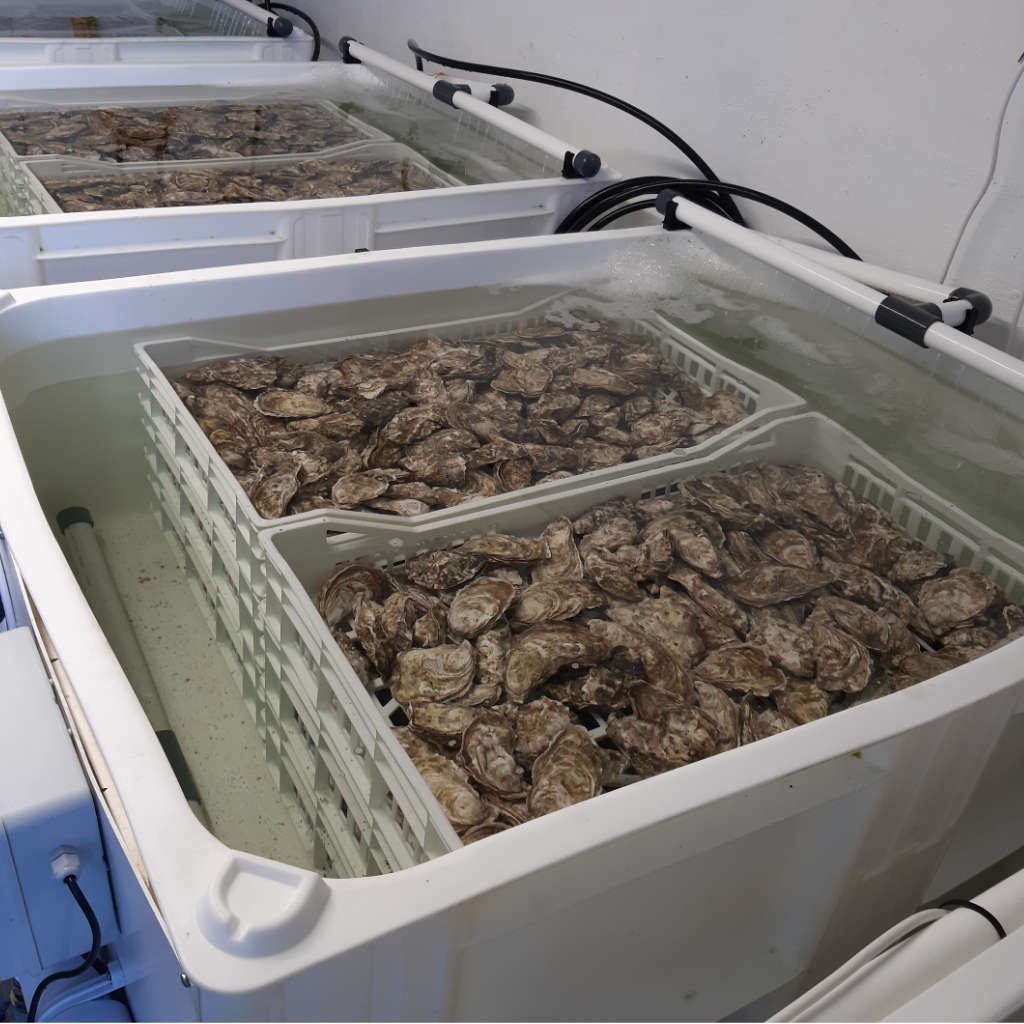 Ozone equipment manufacturer and ozone system integrators Shellfish ...