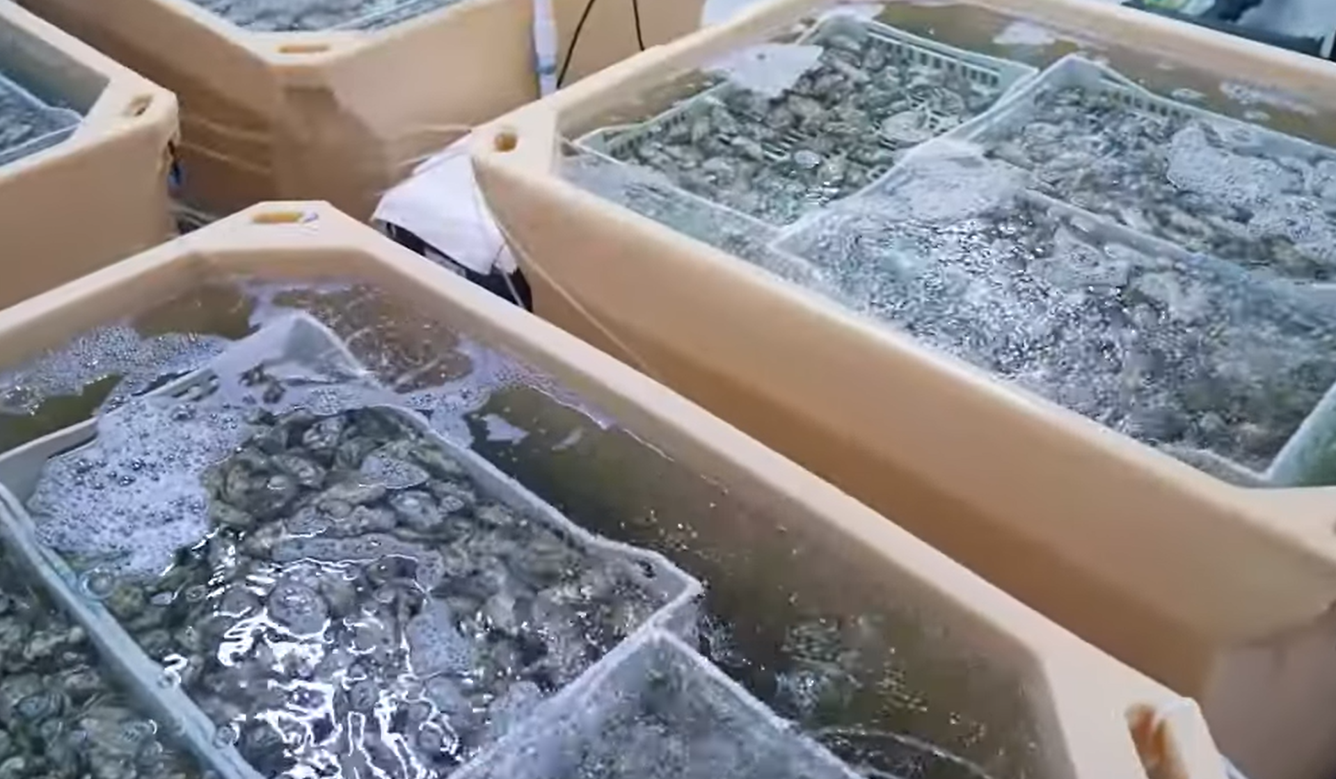 Ozone equipment manufacturer and ozone system integrators Shellfish ...