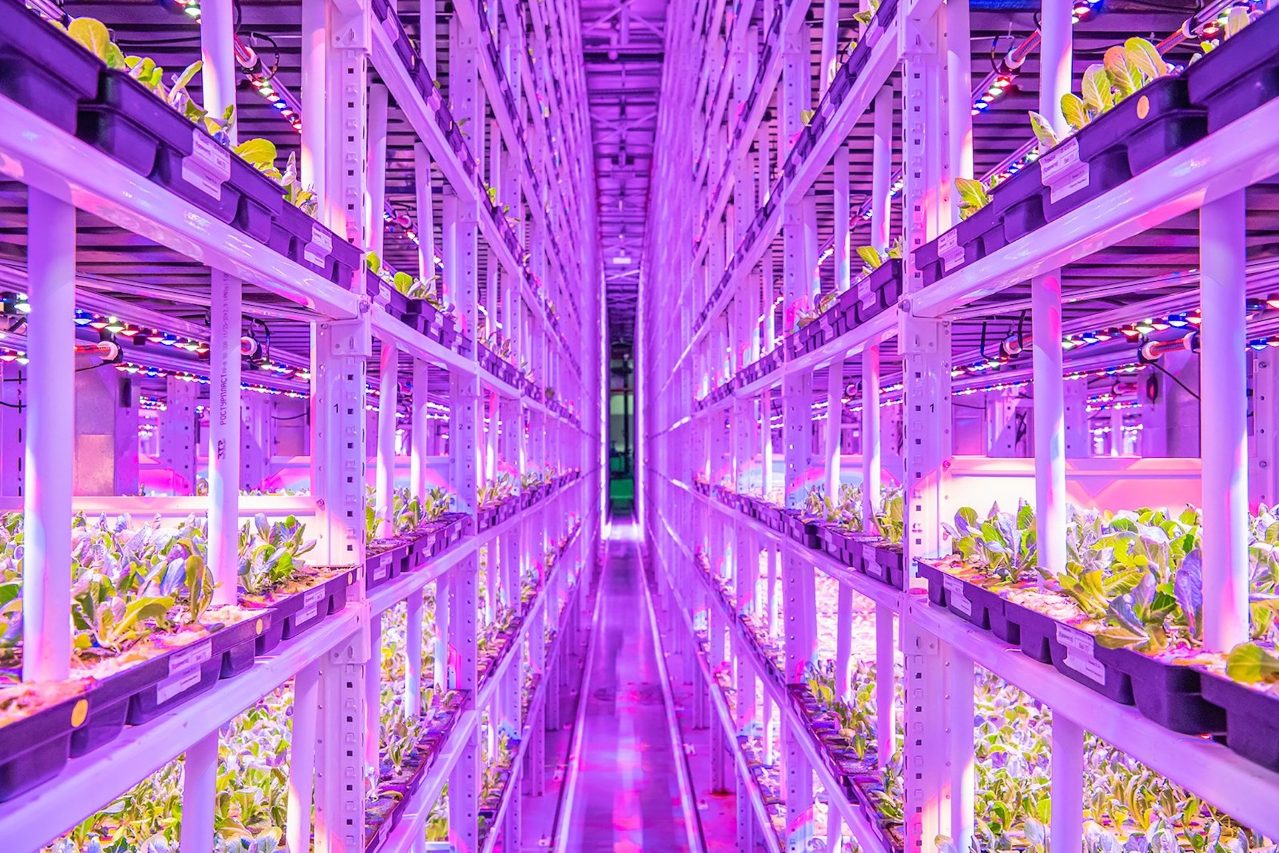 Vertical farming with ozone and UV lights