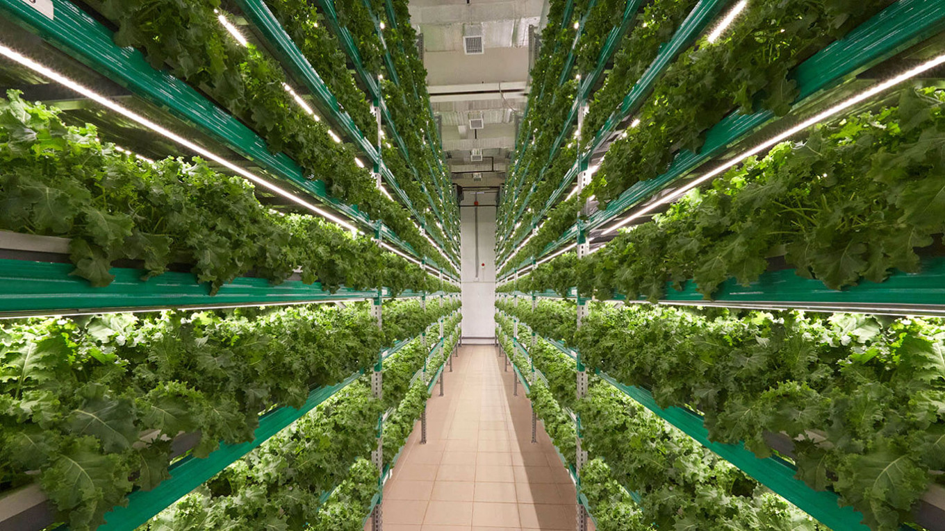 Ozone use in Vertical farming for leafy greens