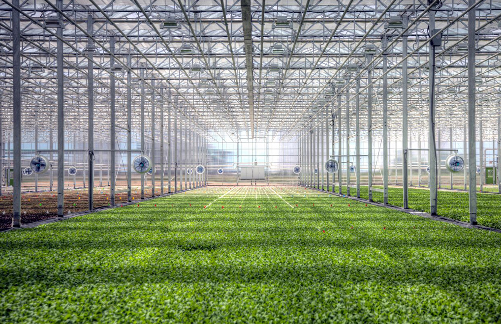Ozone use in hydroponic greenhouse for leafy greens