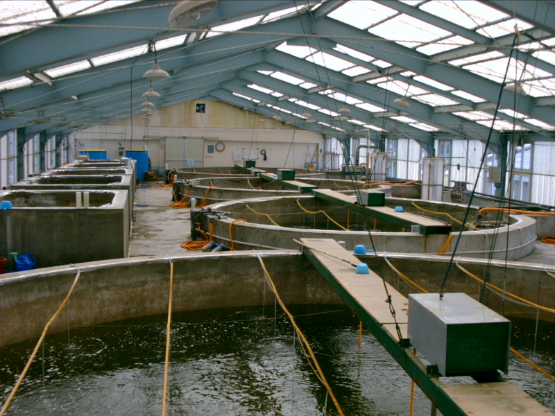 Ozone use in fish farming