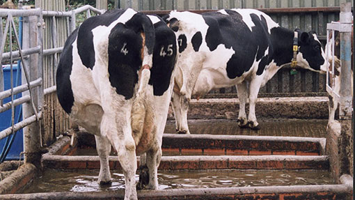 https://assets.fwi.co.uk/7307381-dairy-cows-in-foot-baths.jpg