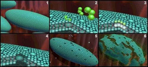 Ozone effect on Bacteria