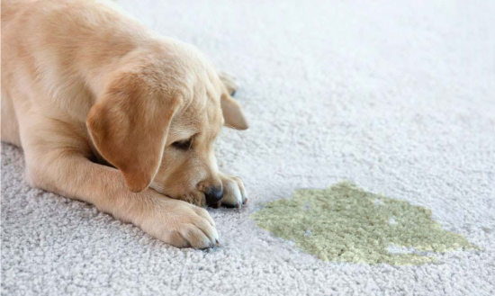 How to Get Rid of Dog Smell from Anywhere in Your Home